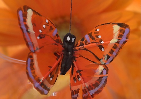 ~A Blooming Butterfly~