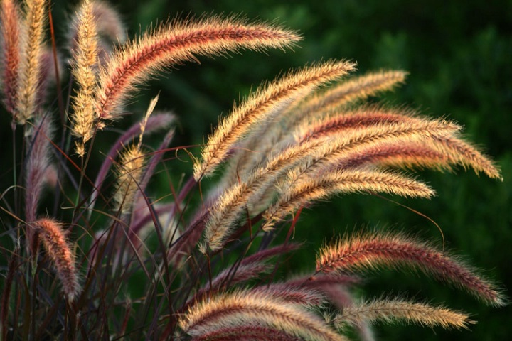 Backlit Grass