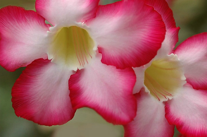 Desert Roses