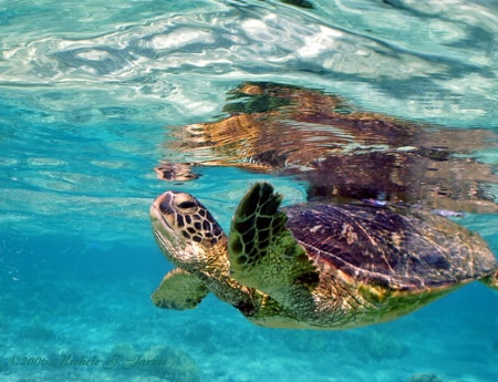 Turtle Reflection