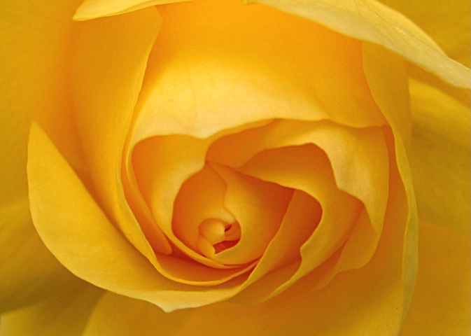 Shades of a Yellow Rose