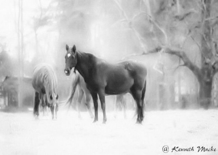 Early Morning On The Farm 