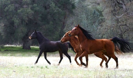 Painterly Horses (after filters)