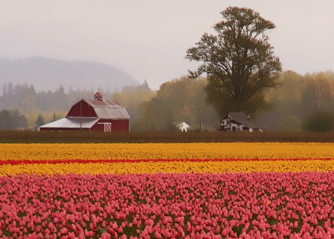 Skagit valley tulips