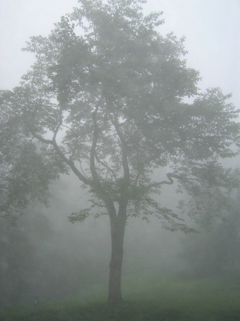 Mulberry Tree