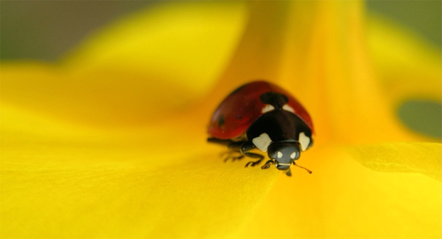 ladybird