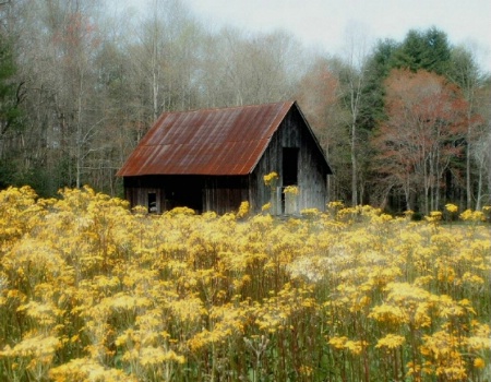 Daisie Barn