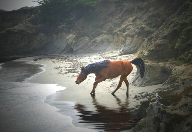 Mozart on the beach