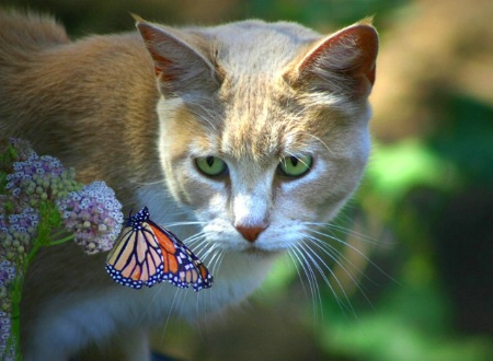 Sparkle and Butterfly combined