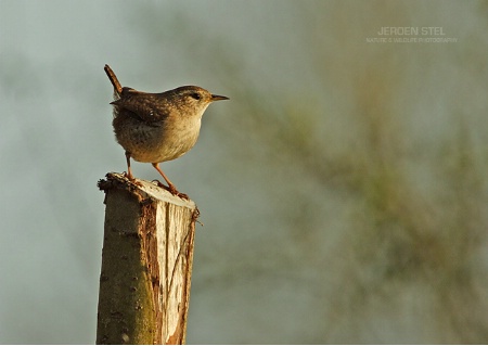 Winter Wren