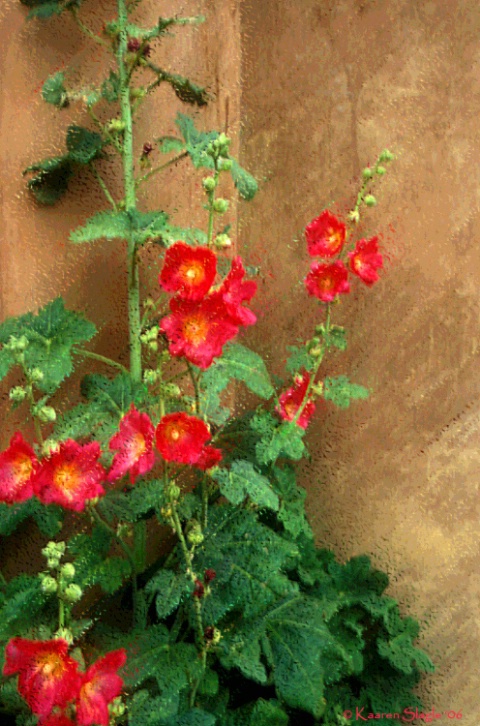 Hollyhocks and Adobe