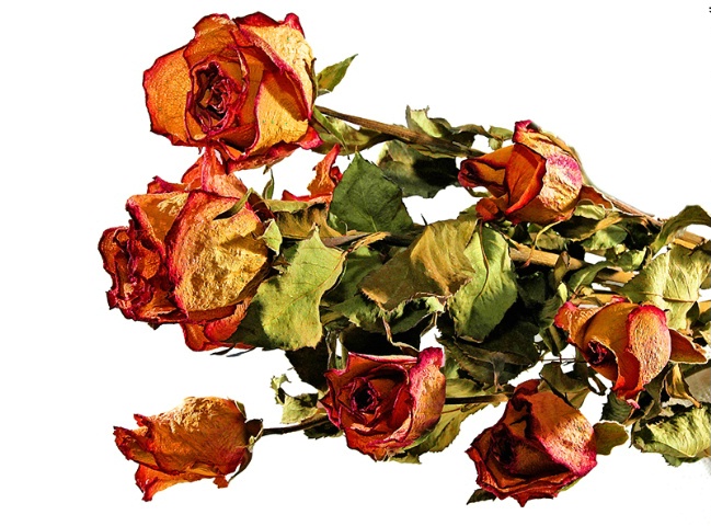 Dried Roses