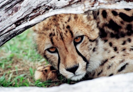 Cheetah cub