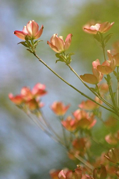 dogwood blossoms against sky