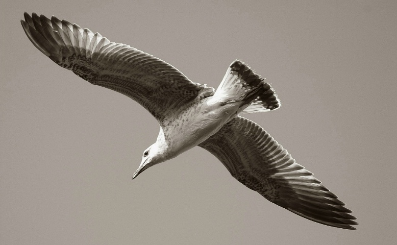 In Flight