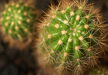 Tiny cactus