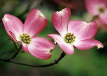 Dogwood Blossoms