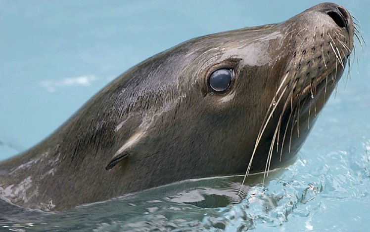 Sea Lion at the Fresno Zoo