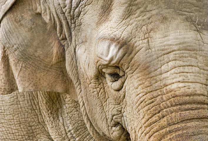 Elephant at the Fresno Zoo