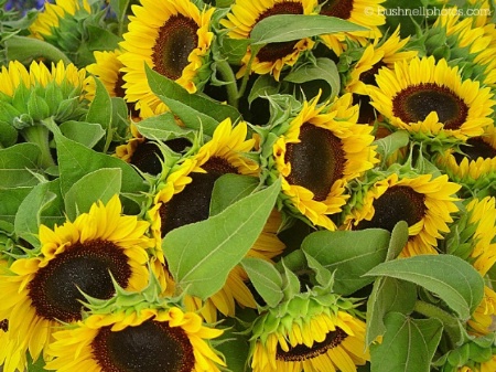 Sunflowers