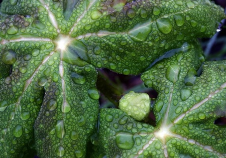 Raindrops on Mayapple