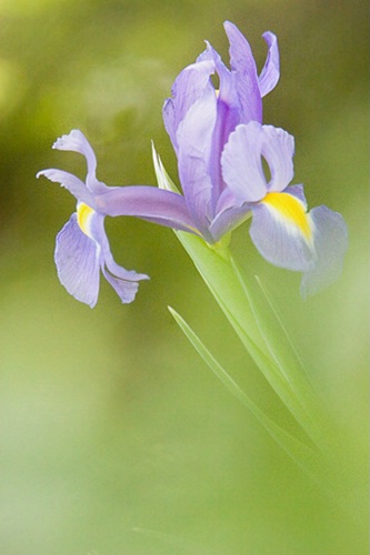 Iris