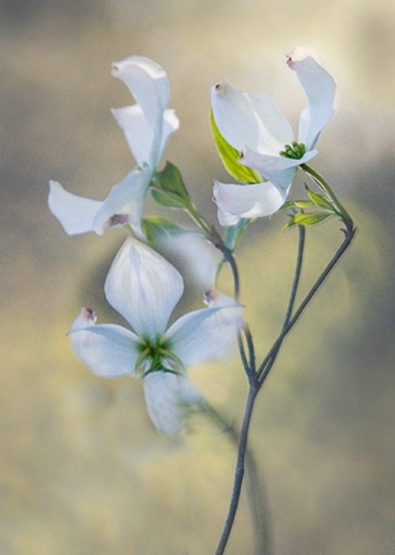 Dogwood blossoms