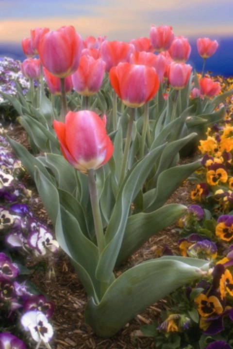 Tulips