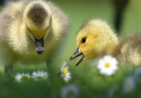 Flower Children