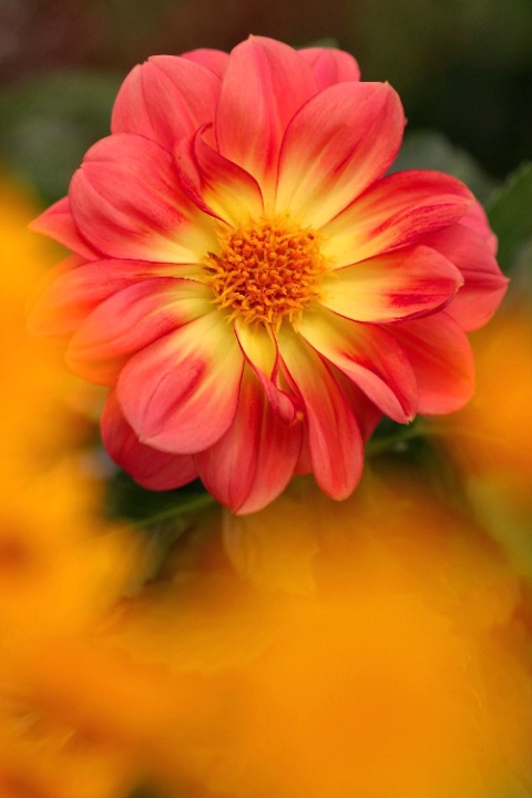 Dahlia through Coreopsis