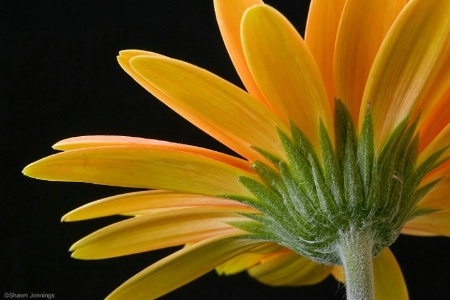 Gerbera