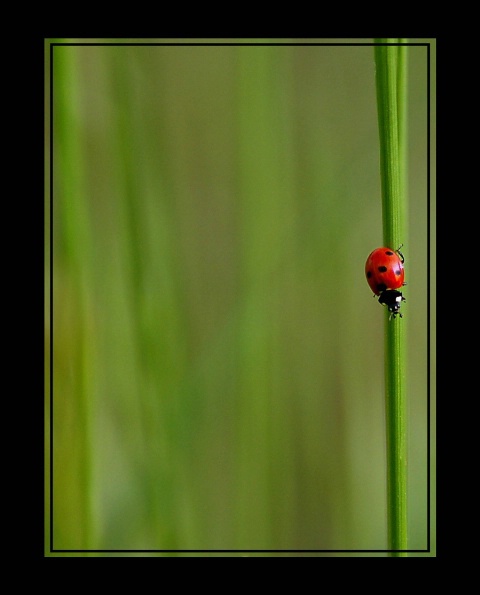 Lady Alone