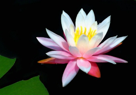 Water Lily