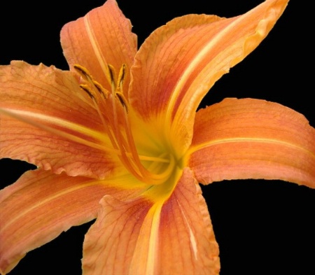 Orange Lily