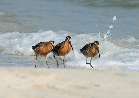 A Stroll On The Beach