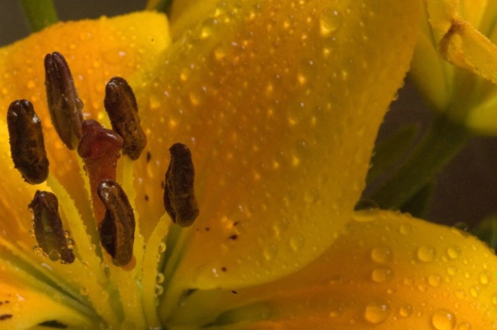 Lilly pods