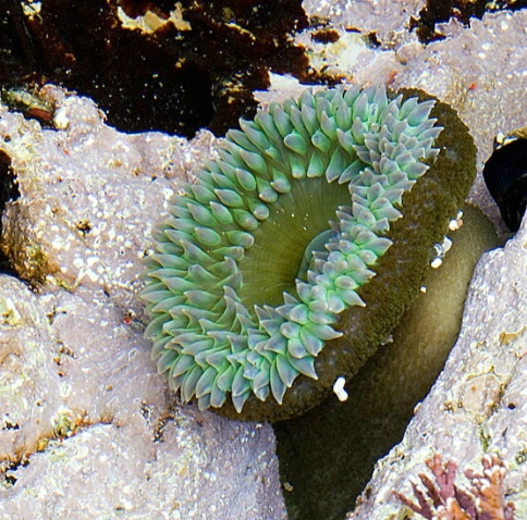 Sea Anemone