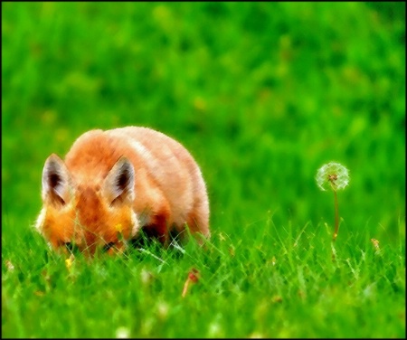 How to Sneak up on a Dandelion