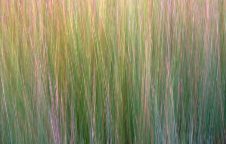 Rushes