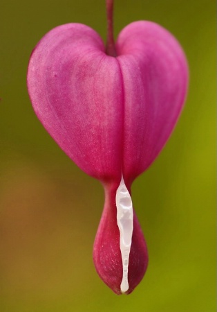 Bleeding Heart Macro