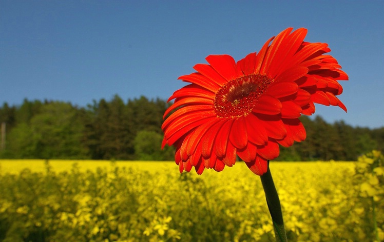 Gerbera and Canola