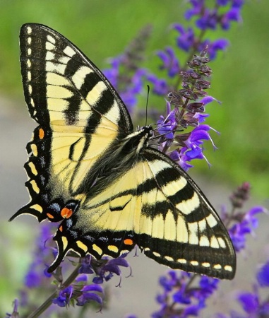 Tiger in the Garden