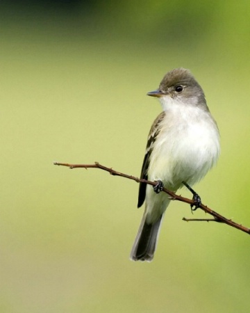 Eastern Wood Pewee