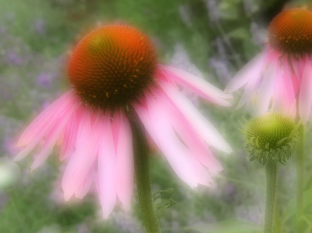 Cone Flower