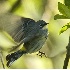 2Yellow Rumped Warbler Flying in Tight Quarter - ID: 2132197 © John Tubbs