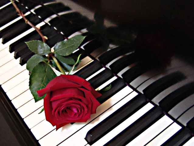 Piano Rose