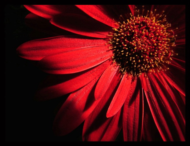 Gerbera Project #4-Ruby Red