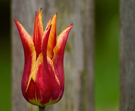 Rainy Day Tulip