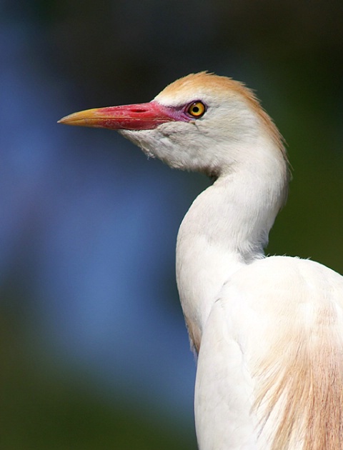 Cattle Egret