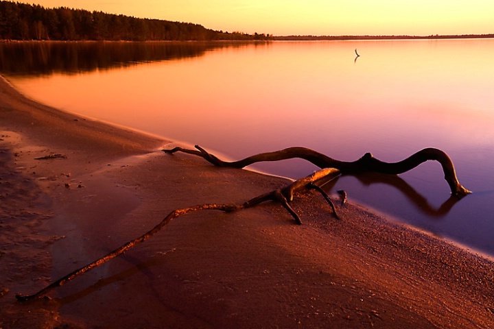 Driftwood